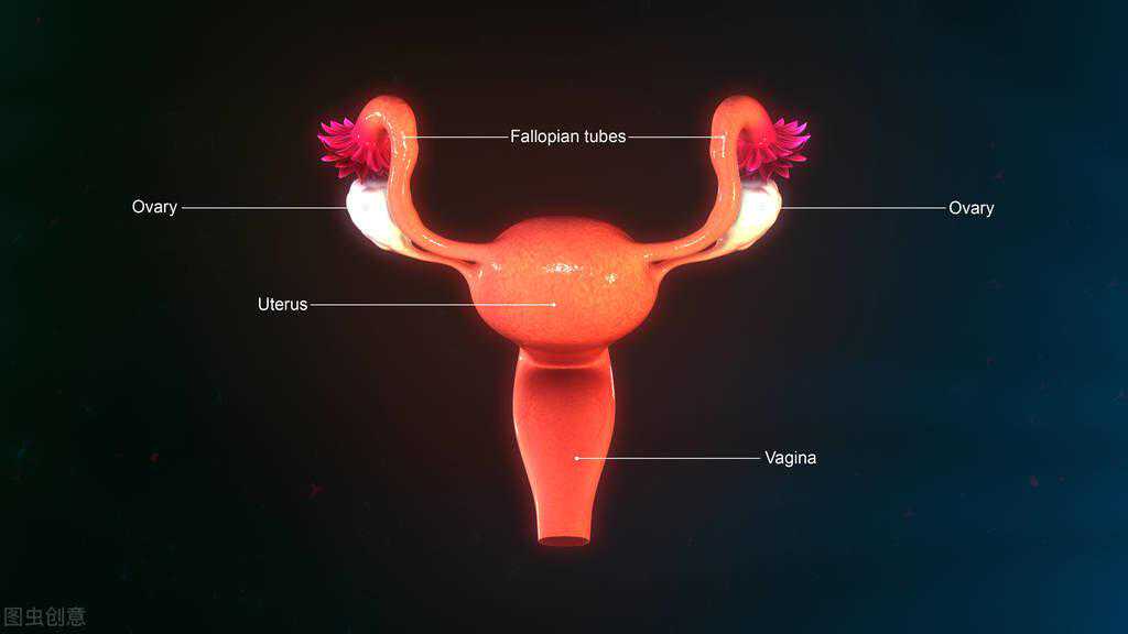 西宁供卵代孕地址_卵巢移植到腋窝！小小的卵巢有哪些重要作用？